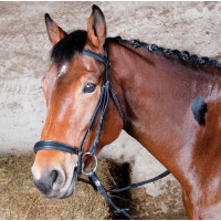 Trense Michel Robert Tde T deutsches Reithalfter T de T Dunkles Havanna Braun