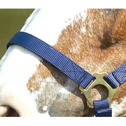Nylonhalfter doppellagig mit Schnallenverschlüssen Norton Marineblau Nylonhalfter doppellagig mit Schnallenverschlüssen Norton Marineblau