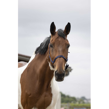 Nylonhalfter doppellagig mit Schnallenverschlüssen Norton Marineblau Nylonhalfter doppellagig mit Schnallenverschlüssen Norton Marineblau