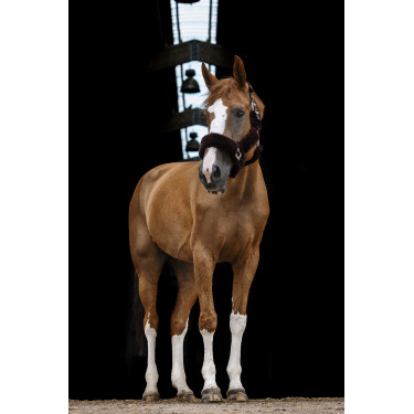 Halfter Equithème Teddy Schwarz / Braun