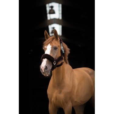 Halfter Equithème Teddy Grün / Braun Gr&uuml;n