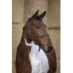 Ethologisches Halfter Norton Seil/Synthetik Königsblau Ethologisches Halfter Norton Seil/Synthetik Königsblau