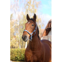 Nylonhalfter Spring Equithème Blau Nylonhalfter Spring Equithème Blau