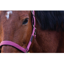 Nylonhalfter Spring Equithème Pink Rosa Nylonhalfter Spring Equithème Pink Rosa