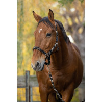 Halfter + Führstrick Equitheme Geflochten Beige / Schokolade / Schwarz Halfter + Führstrick Equitheme Geflochten Beige / Schokolade / Schwarz
