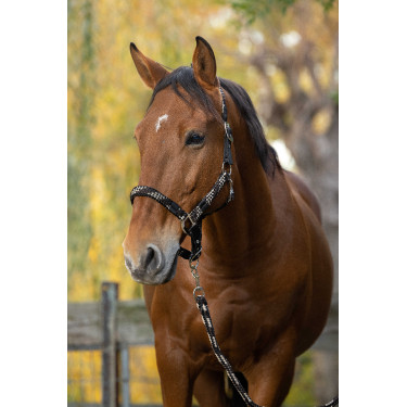 Halfter + Führstrick Equitheme Geflochten Beige / Schokolade / Schwarz