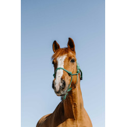 Knotenhalfter Norton Glim Hellgrün / Silber