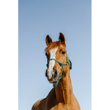 Knotenhalfter Norton Glim Hellgrün / Silber