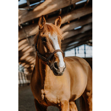 Halfter Norton US Havanna Braun