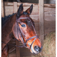 Trense Klimt T de T kombiniertem Reithalfter Dunkles Havanna Braun