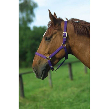 Nylonhalfter mit Leder unterlegt Norton Violett Nylonhalfter mit Leder unterlegt Norton Violett