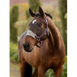 Halfter und Führstrick Lemieux Vogue Pflaume Lila Halfter und Führstrick Lemieux Vogue Pflaume Lila