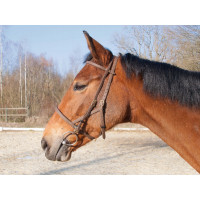 Bridon licol Biotack® T de T Marron