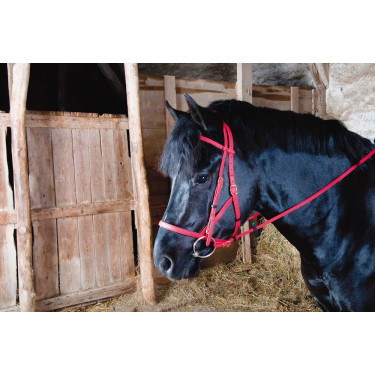 Trensenzaum Halfter Biotack® T de T Rot