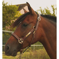 Lederhalfter mit Gravurplatte T de T Lederhalfter mit Gravurplatte T de T
