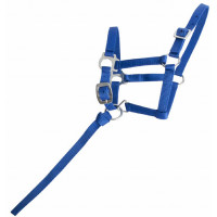 Licol foal synthétique T de T Bleu roi