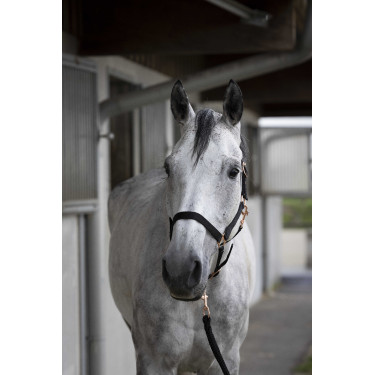 Kopfstück + Führstrick Norton Roségold Schwarz