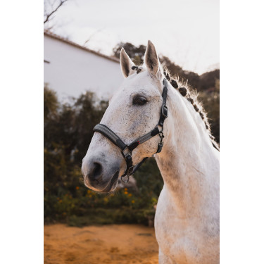 Lederhalfter B Vertigo Lennox Grün Scarabäus Gr&uuml;n