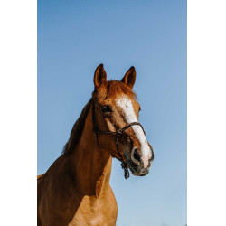 Ethologisches Knotenhalfter Norton Zary Braun Ethologisches Knotenhalfter Norton Zary Braun