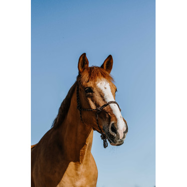 Ethologisches Knotenhalfter Norton Zary Braun Ethologisches Knotenhalfter Norton Zary Braun