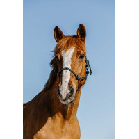 Ethologisches Knotenhalfter Norton Zary Dunkelgrün Grün Ethologisches Knotenhalfter Norton Zary Dunkelgrün Grün