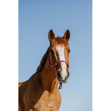 Ethologisches Knotenhalfter Norton Zary Altrosa