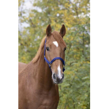 Nylonhalfter mit Leder unterlegt Norton Blau / Schwarz Nylonhalfter mit Leder unterlegt Norton Blau / Schwarz