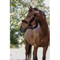 Norton Halfter Full synthetisches Lammfell Schwarz / schwarz Norton Halfter Full synthetisches Lammfell Schwarz / schwarz