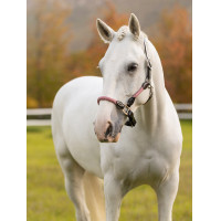 LeMieux Ropella Halfter Cranberry