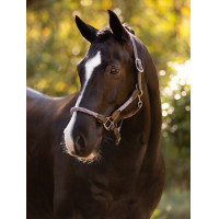 LeMieux Ropella Halfter Cranberry