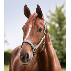 Licol Waldhausen Satin Silberblau Licol Waldhausen Satin Silberblau