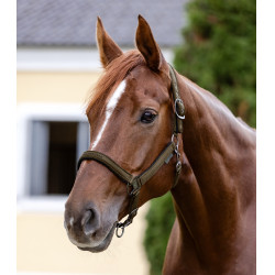 Licol Waldhausen Atheltic Braungrün