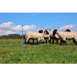 OviNet Premium AKO Orange