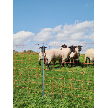 OviNet Premium AKO Orange