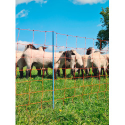 OviNet Premium AKO Orange