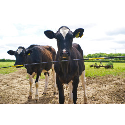 Ersatzstange Electro Gate AKO Schwarz