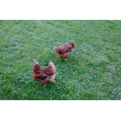 AKO Geflügelschutznetz Schwarz AKO Geflügelschutznetz Schwarz