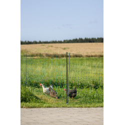 Premium-Geflügelnetz AKO Grün Grün Premium-Geflügelnetz AKO Grün Grün