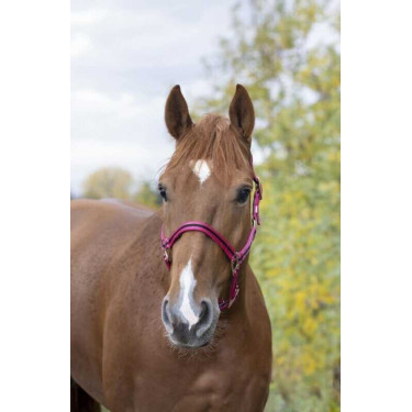 Nylonhalfter mit Leder unterlegt Norton Nylonhalfter mit Leder unterlegt Norton