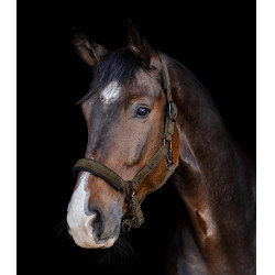 Waldhausen Halfter St. Gallen Braungrün