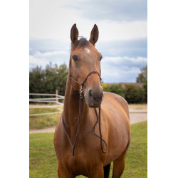 Ethologisches Halfter mit Zügeln Braun