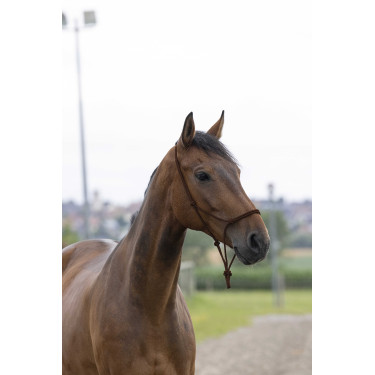 Knotenseilhalfter first Braun Knotenseilhalfter first Braun