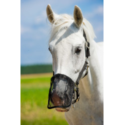 Nüsternschutz Fliegennetz