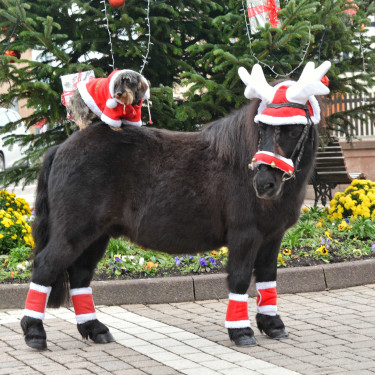 Weihnachts-Mütze Ohren in Rentiergeweih-Form Weihnachts-Mütze Ohren in Rentiergeweih-Form