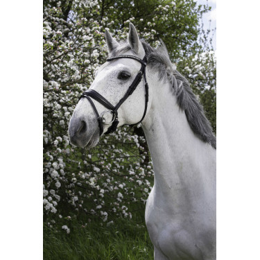 Trensenzaum Norton Pro Strass Trensenzaum Norton Pro Strass