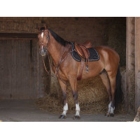 Kombigurt Eric Thomas Hybrid Havanna Braun