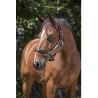 Lederhalfter Norton Pro Grooming Schwarz