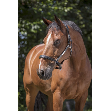 Lederhalfter Norton Pro Grooming Lederhalfter Norton Pro Grooming