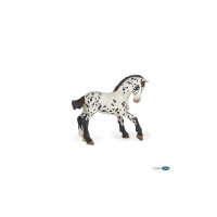 Schwarzes Appaloosa-Fohlen...