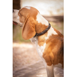 Halsband für Hunde Penelope Billie